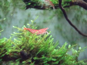 gallery_11574_579_2646.jpg