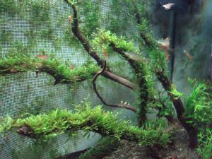 gallery_11574_579_715598.jpg