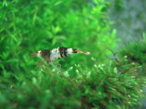 gallery_11574_579_770731.jpg
