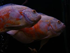 gallery_11582_583_1245096.jpg
