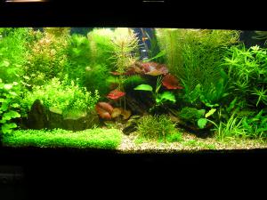 gallery_4154_586_155116.jpg