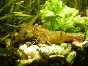 gallery_1894_590_375320.jpg