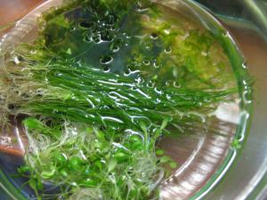 gallery_10800_563_58590.jpg
