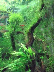 gallery_11574_579_110964.jpg