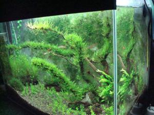 gallery_11574_579_213563.jpg
