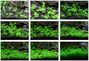 gallery_3058_5_692377.png