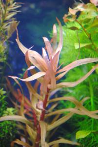gallery_9883_542_68666.jpg