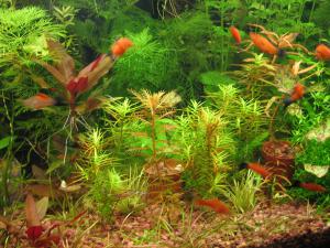 gallery_11710_610_1799394.jpg