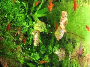 gallery_11710_610_2096577.jpg