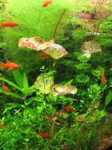 gallery_11710_610_621682.jpg