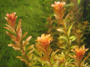 gallery_11723_614_599735.jpg