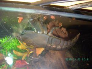 gallery_6294_208_96576.jpg