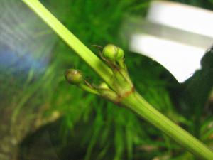 gallery_11723_614_1310212.jpg