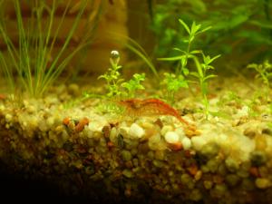 gallery_7840_432_86911.jpg