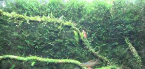 gallery_11574_579_66028.jpg