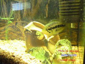 gallery_12346_627_65285.jpg