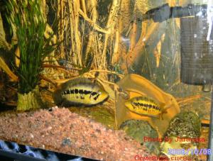 gallery_12346_627_83965.jpg