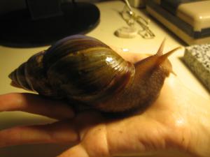 gallery_12366_632_824741.jpg