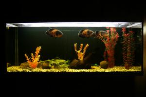 gallery_6538_636_2090896.jpg
