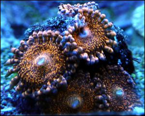 gallery_11414_572_178364.jpg