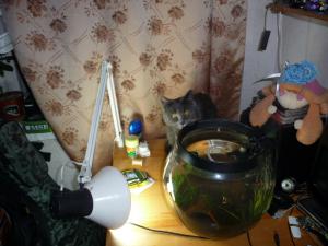 gallery_11687_638_2218350.jpg