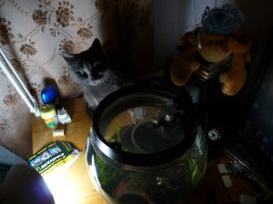 gallery_11687_638_2250552.jpg