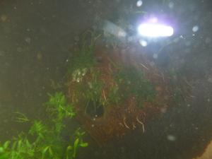 gallery_11687_638_2420645.jpg