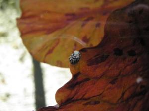 gallery_12279_640_277959.jpg