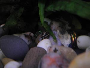 gallery_12279_641_2590639.jpg