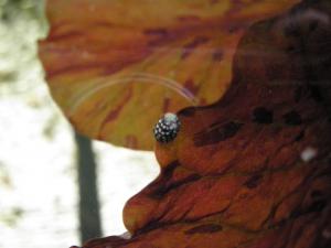gallery_12279_641_581549.jpg