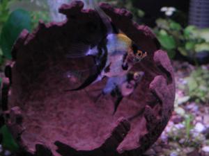 gallery_12279_643_2358759.jpg