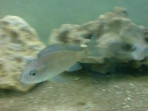 gallery_10859_648_172191.jpg