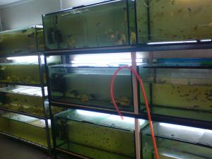 gallery_10859_648_279197.jpg