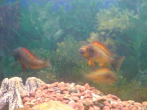 gallery_10859_648_450787.jpg