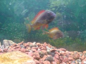 gallery_10859_648_525158.jpg