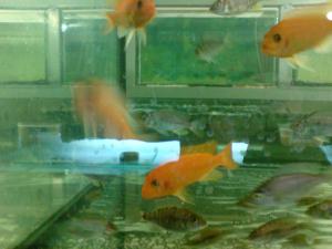 gallery_10859_648_576570.jpg