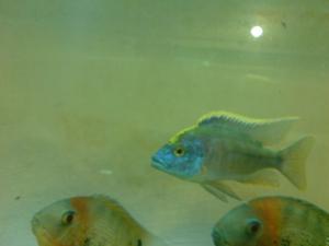gallery_10859_648_666226.jpg