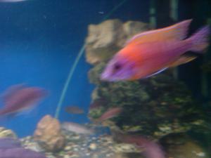 gallery_10859_648_782014.jpg