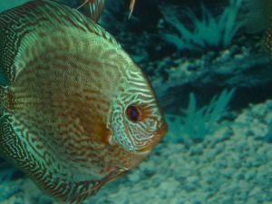 gallery_8808_664_1143205.jpg