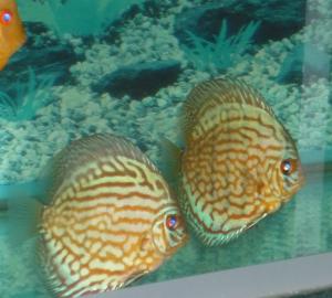 gallery_8808_664_831066.jpg