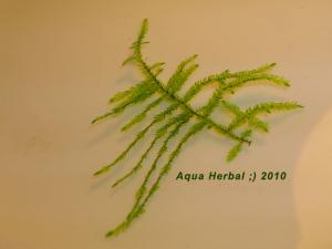 gallery_71_415_87891.jpg
