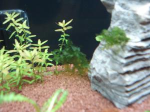 gallery_11906_673_575151.jpg
