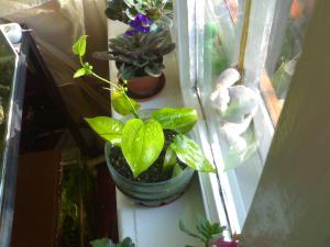 gallery_4725_178_285951.jpg