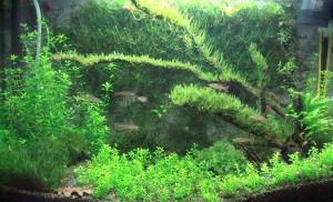 gallery_11574_579_129833.jpg