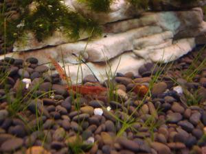 gallery_11574_579_173862.jpg