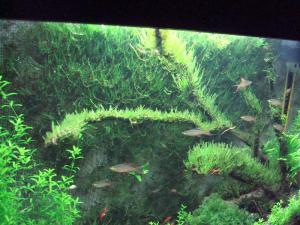 gallery_11574_579_78615.jpg