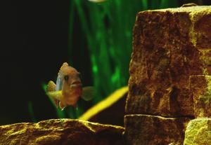gallery_12235_681_240716.jpg