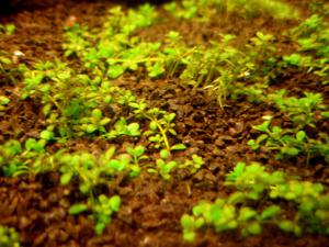 gallery_12246_665_31184.jpg
