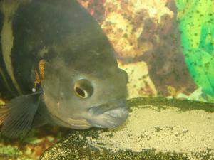 gallery_12758_689_2006920.jpg