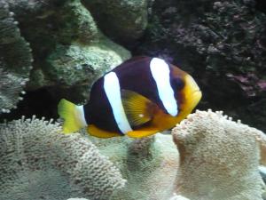 gallery_6983_687_460250.jpg